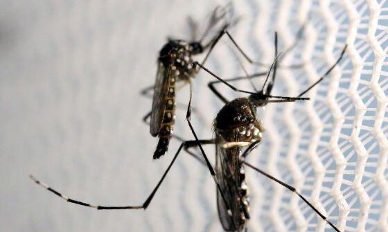 Mosquito da Dengue