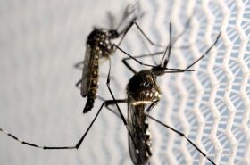 Prefeitura de Chapada intensifica combate ao Aedes aegypti