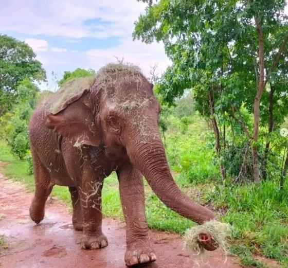 elefante santuario