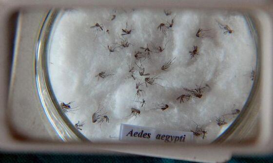 dengue