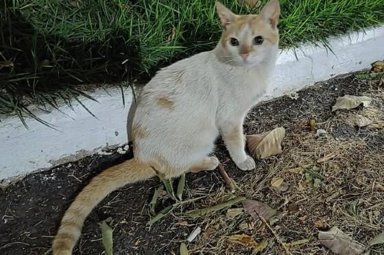gato
