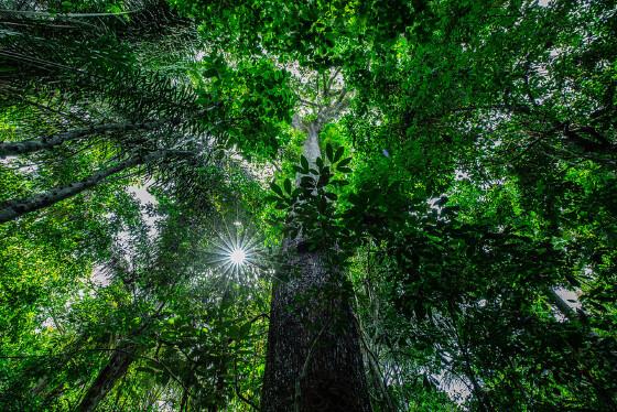 O fomento visa ampliar as ações de desenvolvimento sustentável na maior floresta tropical do mundo