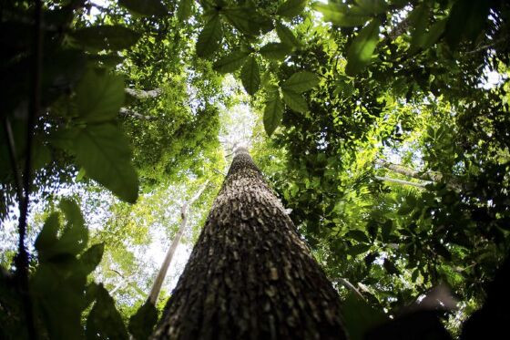 amazonia