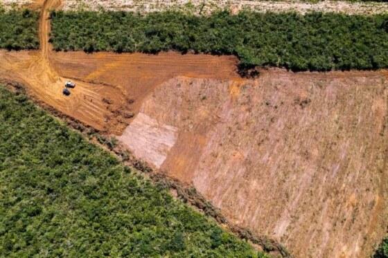 O desmatamento cresceu significativamente, registrando um aumento de 60,5% em setembro deste ano em comparação ao mesmo mês de 2022 - (crédito: Instituto de Pesquisa Ambiental da Amazônia
