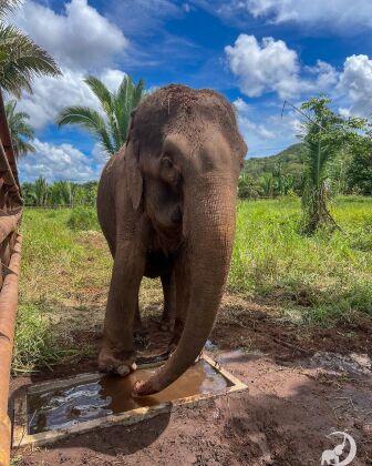 Elefante Lady