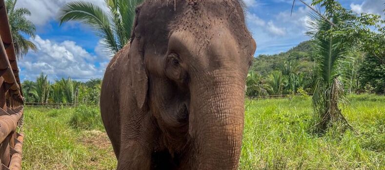 Santuário faz homenagem a elefanta que morreu aos 52 anos por eutanásia em MT