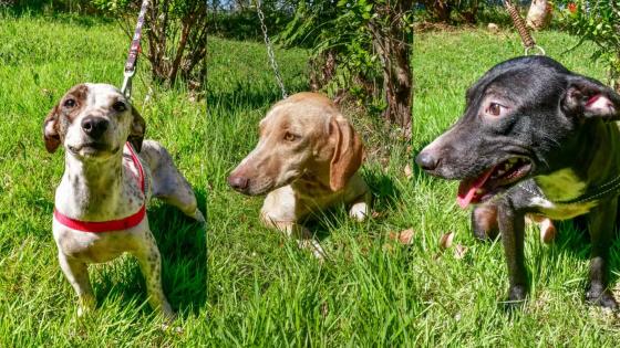 Cachorros resgatados em situações de maus-tratos