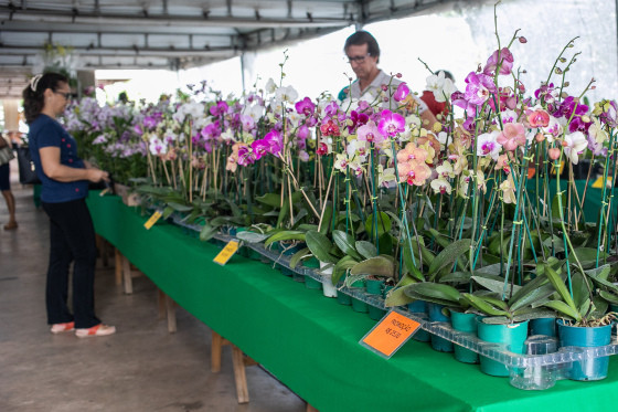 Festival de Orquídeas e Flores