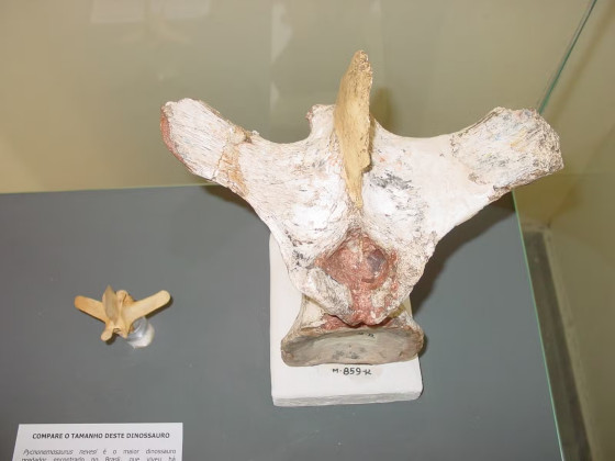 Vértebra da cauda do dinossauro