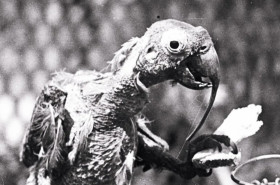 Conheça o papagaio que deu a volta ao mundo e viveu mais de 100 anos