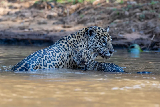 Mãe e filhote banham juntos em rio no Pantanal de MT