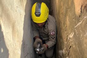 Corpo de Bombeiros resgata serpente e filhote de gato de locais de risco