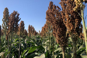 Novo sorgo granífero supera 6 toneladas por hectare e chega ao mercado
