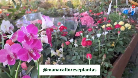 MANACA FLORES
