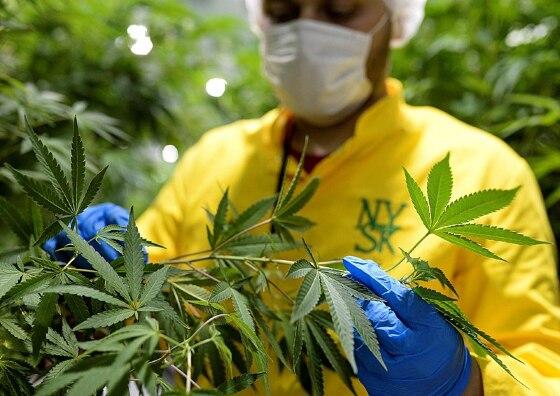 Tratamento medicinal