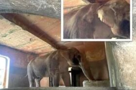 Celebridades fazem mobilização para que elefante solitário passe e morar em Santuário