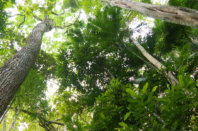 Como o comportamento do fogo se modificou ao longo dos anos nos biomas